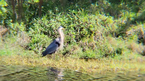 Blue Heron waiting on the bank