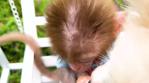 "Monkey Business: Hilarious Primate Shenanigans Caught on Camera!"