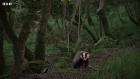 Are Badgers the Cleanest of Them All Natural World Badgers - Secrets of The Sett BBC Earth