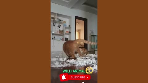 Funny animal moments 😹🐶