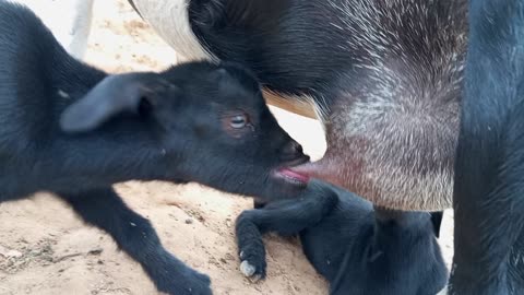 Goats eat mother's milk