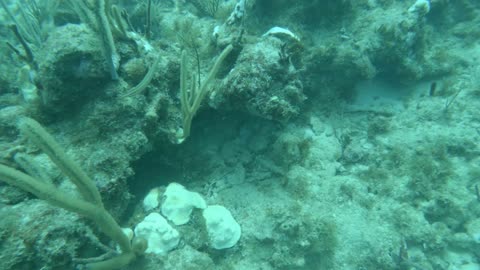 SCUBA Diving with a Deep Blue Master 1000 II at Norman Island, BVI's