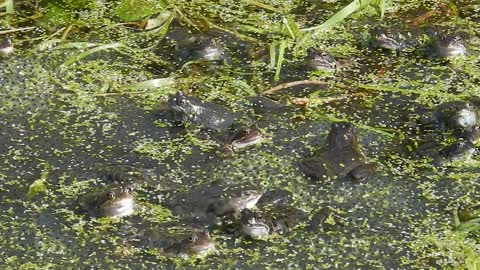 Frog Frogs Amphibian Water Leaf Animal World