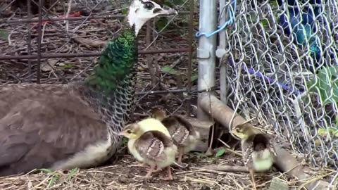 What Baby Peacocks Look Like - Peachicks