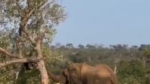 Elephant Destroying Tree