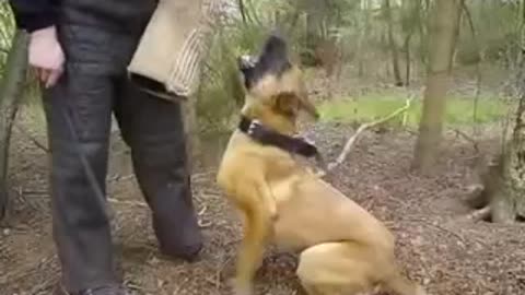 Schutzhund training: bark and hold