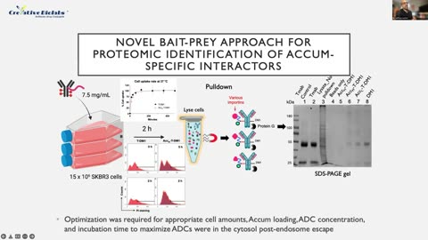 Antibody Design and Conjugation