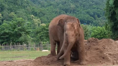 Cute Baby Elephant Pyi Mai Doesn't Want Her Playmate Take A Nap