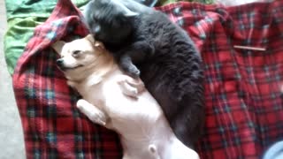 The cat loves a dog, embraces, licks and still something