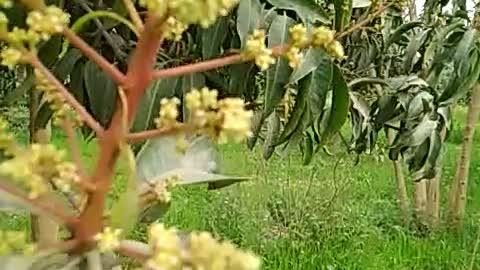 Mango fruit flowering insect attacks