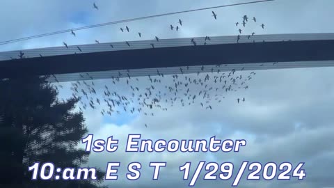 Snow Geese 1st Encounter 10:am 1/29/2024