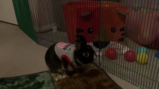 Rabbit Jack Wearing a Shirt