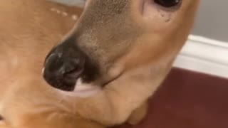 Pet Deer Taste Tests a Cheesy Crispy Snack