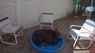 Large Bear Relaxes in Small Backyard Pool