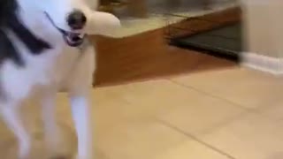 Vocal Siberian Husky Provokes Dog To Attack!