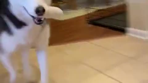 Vocal Siberian Husky Provokes Dog To Attack!