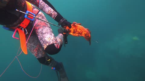 Diving Monterey - Spearfishing for rockfish, lingcod, and perch.