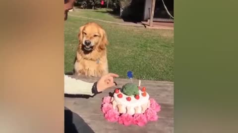 Dogs reaction to cutting cake 😂 | Dogs funny videos