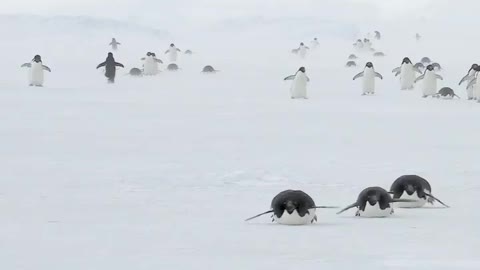 Tobogganing Adélie Penguins 🛷