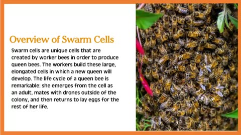 Swarm Cell vs Supersedure Cell - What's the Difference