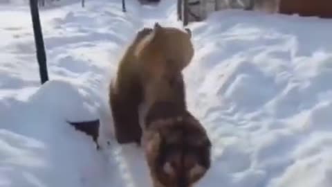 WTF - The dog don't give a f*ck to bear