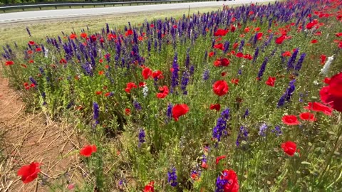 6/2/23 75°F NW NC I-26 exit 17 / Weaverville Poppy and Lavender field 🌺 🪻 🌺