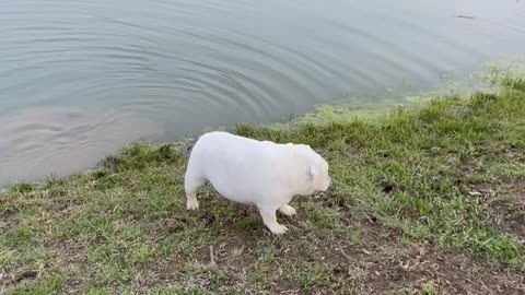 Charli the English Bulldog Tries to Catch Fish with Dad