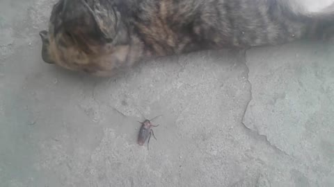 Cockroach and Puppy