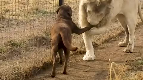 Cute_Lion_Gives_Smooches_to_Puppy's_Paw!(1080p)