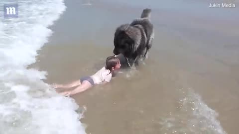 Adorable moment hero dog !rescues! girl who is playing in the sea