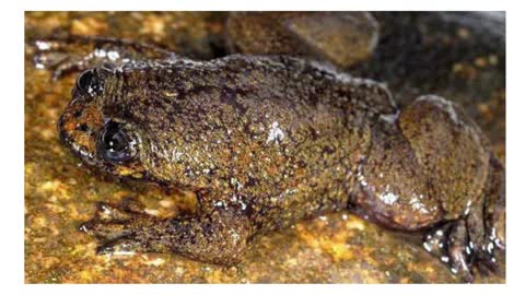 Animals of Borneo Island