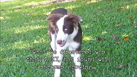 Funny Dog Eats Wild Psychoactive Shrooms