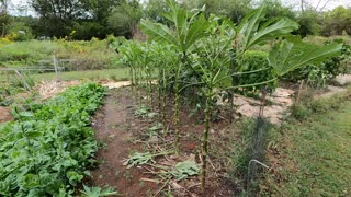 Garden Update After Tropical Storm Ian