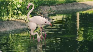 Sweet flamingo in river