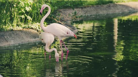 Sweet flamingo in river