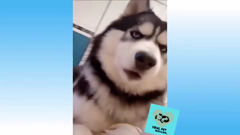 Cute animal videos 😍