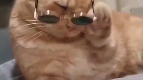 Cute_Cat_Video___Cat_Videos_Funny_Video___Funny_Cats