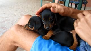 Cute little puppies