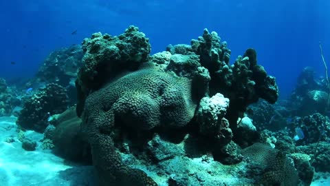 Snorkeling in Nosy Be