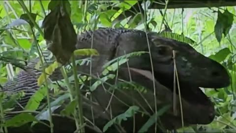 Komodo Dragon