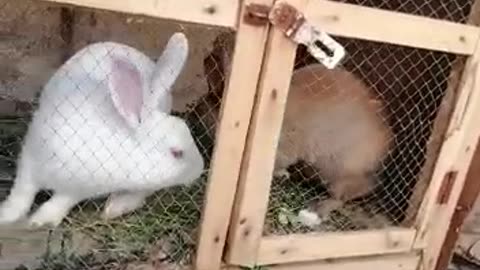 Rabbits in the cage