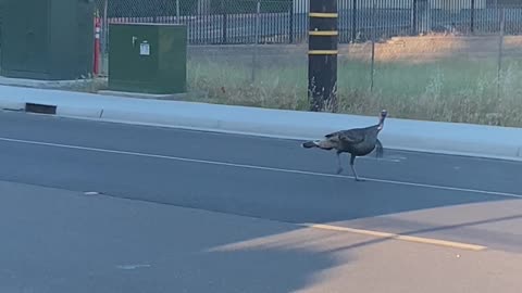 Why Did The Turkey Cross The Road?