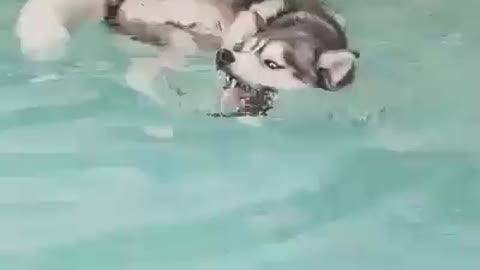 Amazing dog express swimming skill