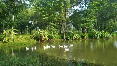 Rows of swans in the pond