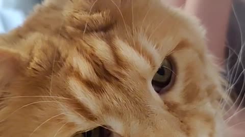 реакция кота на варган #pet #cat #мейнкуны #catlover #кот #emotional #reaction #music