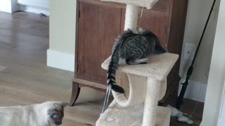 Kitties playing