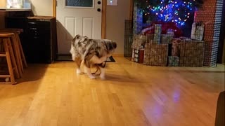 Dog Drags String for Cat