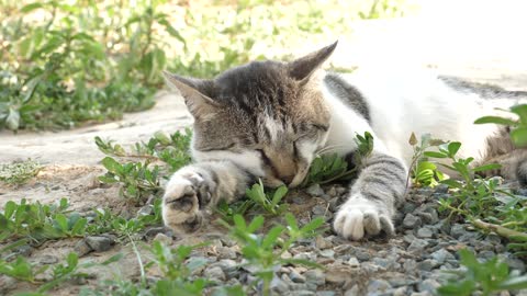 Video of Cat Sleeping