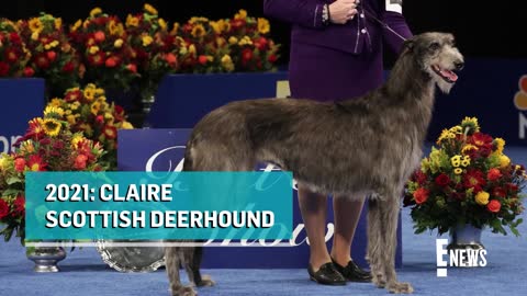 2022 National Dog Show Meet This Year's BEST IN SHOW E! News