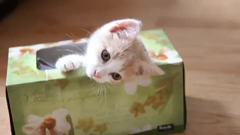 Kitty in a box, so cute!